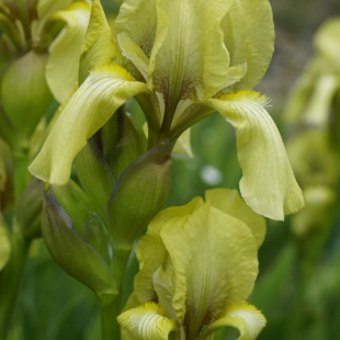 Iris imbricata